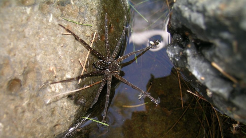 Dolomedes briangreenei / Queensland Museum